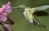[Sj scans - Critteria 2]  Hummingbird