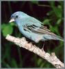 [Sj scans - Critteria 2]  Indigo Bunting