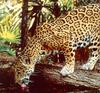 [Sj scans - Critteria 2]  Jaguar