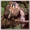 [Sj scans - Critteria 2]  Kestrel