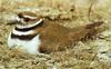 [Sj scans - Critteria 2]  Killdeer