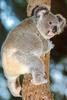 [Sj scans - Critteria 2]  Koala