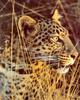 [Sj scans - Critteria 2]  Leopard