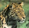 [Sj scans - Critteria 2]  Leopard