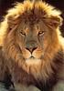 [Sj scans - Critteria 2]  Lion