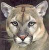 [Sj scans - Critteria 2]  Mountain Lion