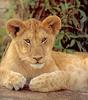 [Sj scans - Critteria 2]  Lion cub