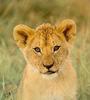 [Sj scans - Critteria 2]  Lion cub