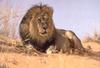 [Sj scans - Critteria 2]  Lion