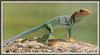 [Sj scans - Critteria 2]  Lizard