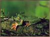 [Sj scans - Critteria 2]  Malabar Flying Frog