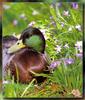 [Sj scans - Critteria 2]  Mallard Drake