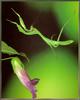 [Sj scans - Critteria 2]  Mantis