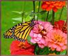 [Sj scans - Critteria 2]  Monarch Butterfly