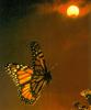 [Sj scans - Critteria 2]  Monarch Butterfly