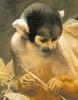 [Sj scans - Critteria 2]  Monkey