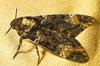 [Sj scans - Critteria 2]  Moth