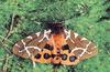 [Sj scans - Critteria 2]  Moth