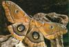 [Sj scans - Critteria 2]  Moth