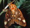 [Sj scans - Critteria 2]  Moth