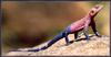 ...[Sj scans - Critteria 2]  Mwanza Rock Agama -- Mwanza flat-headed rock agama (Agama mwanzae) or 