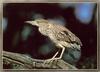 [Sj scans - Critteria 2]  Young Night Heron