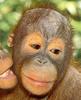 [Sj scans - Critteria 2]  Orangutan