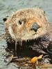 [Sj scans - Critteria 2]  Sea Otter