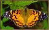 [Sj scans - Critteria 3]  Painted Lady Butterfly