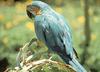 [Sj scans - Critteria 3]  Parrot