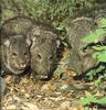 [Sj scans - Critteria 3]  Peccary