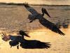 [Sj scans - Critteria 3]  Pelican