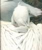 [Sj scans - Critteria 3]  Pelican