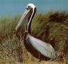 [Sj scans - Critteria 3]  Pelican
