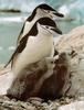 [Sj scans - Critteria 3]  Chinstrap Penguins