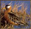 [Sj scans - Critteria 3]  Phalarope