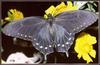 [Sj scans - Critteria 3]  Pipevine Swallowtail Butterfly