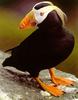 [Sj scans - Critteria 3] Tufted Puffin