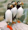 [Sj scans - Critteria 3] Atlantic Puffins