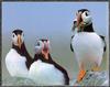 [Sj scans - Critteria 3] Atlantic Puffins