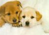 [Sj scans - Critteria 3]  Puppies