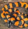 [Sj scans - Critteria 3] Python
