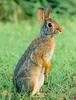 [Sj scans - Critteria 3] Rabbit