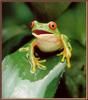 [Sj scans - Critteria 3] Red-eyed Treefrog