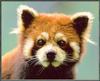 [Sj scans - Critteria 3] Red Panda