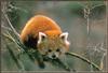 [Sj scans - Critteria 3] Red Panda