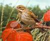 [Sj scans - Critteria 3] Reed Warbler