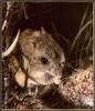 [Sj scans - Critteria 3] Rock Mouse