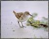 [Sj scans - Critteria 3] Sandpiper