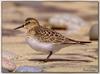 [Sj scans - Critteria 3] Sandpiper